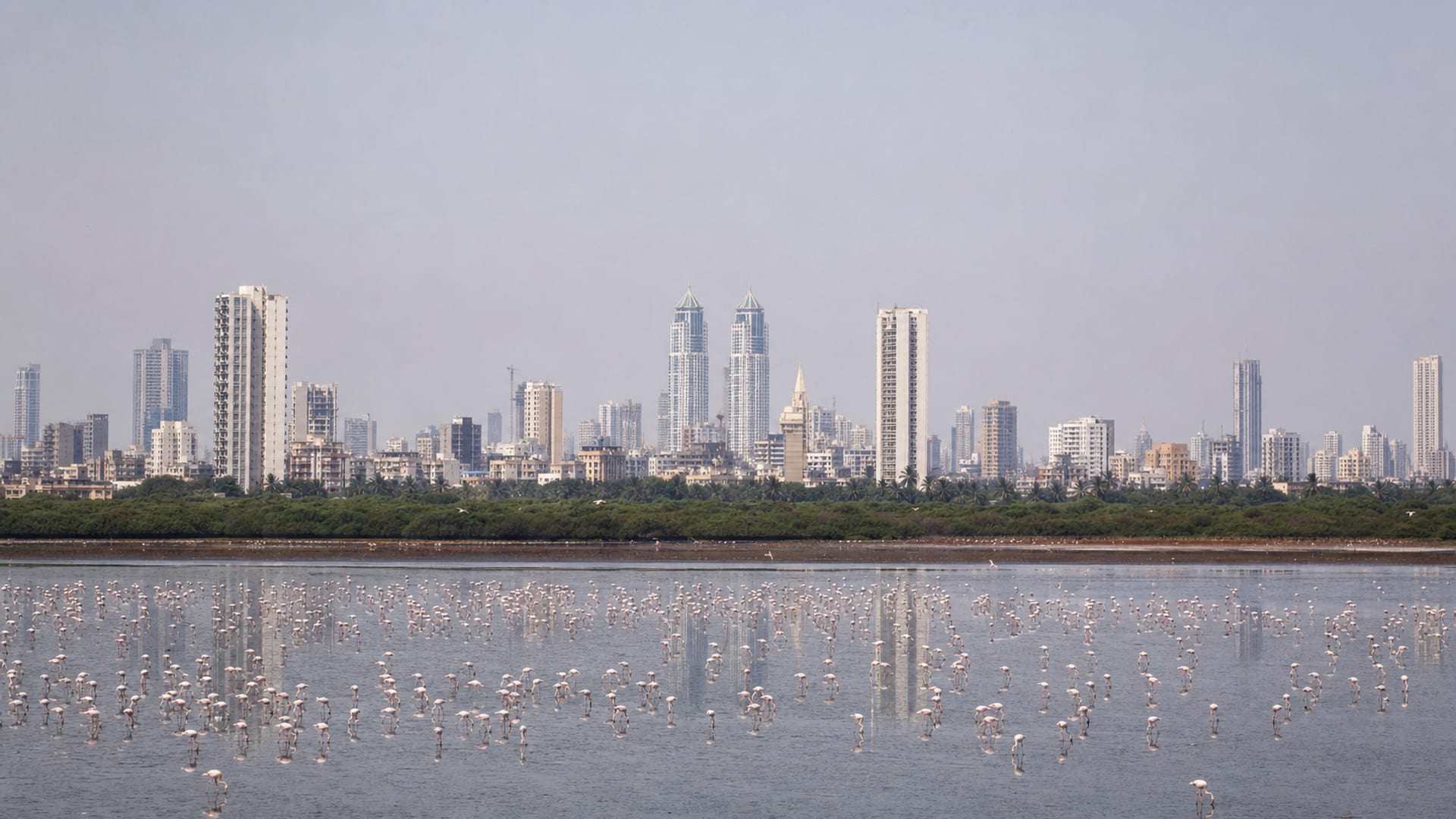 Mumbai travel guide: How to experience the city without rushing 30 Day 4: Sewri Birdwatching