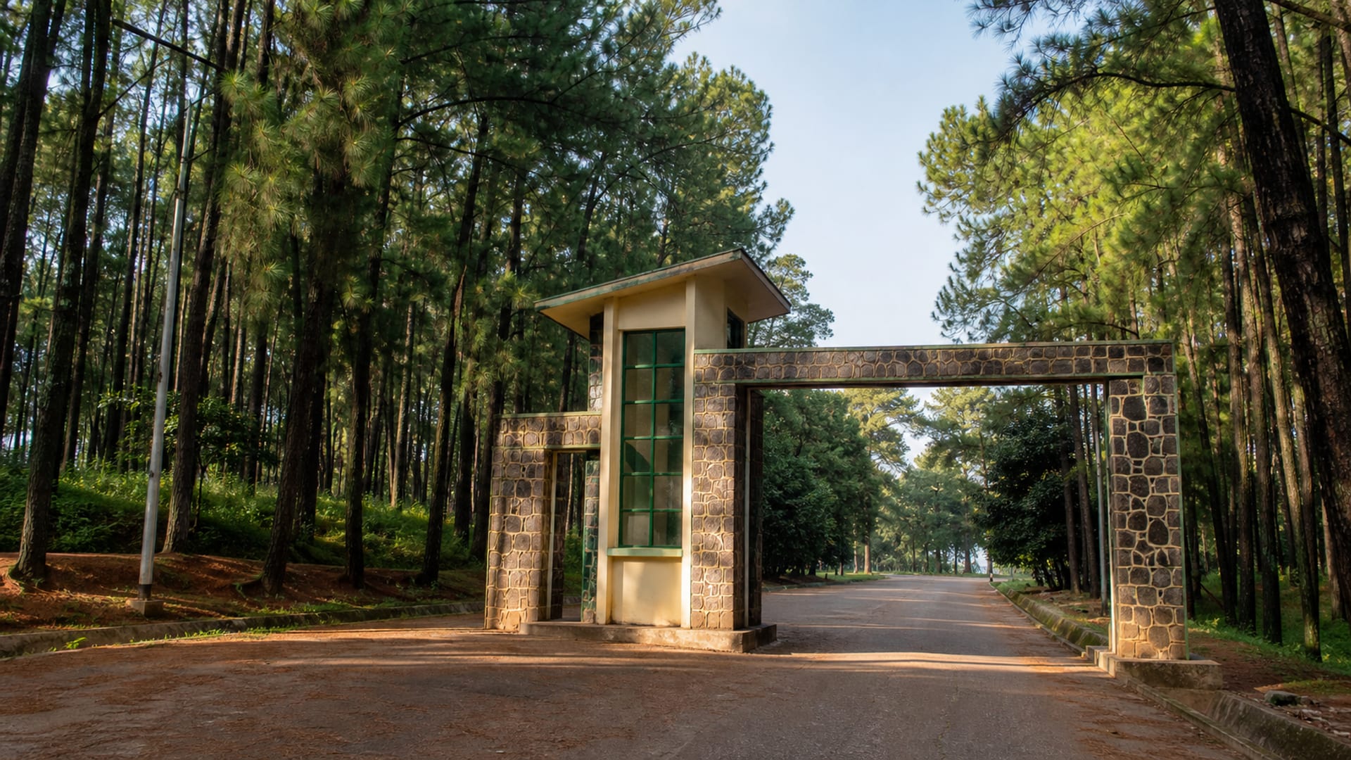 Enugu travel guide: How to experience the city without rushing 20 Ngwo Pine Forest