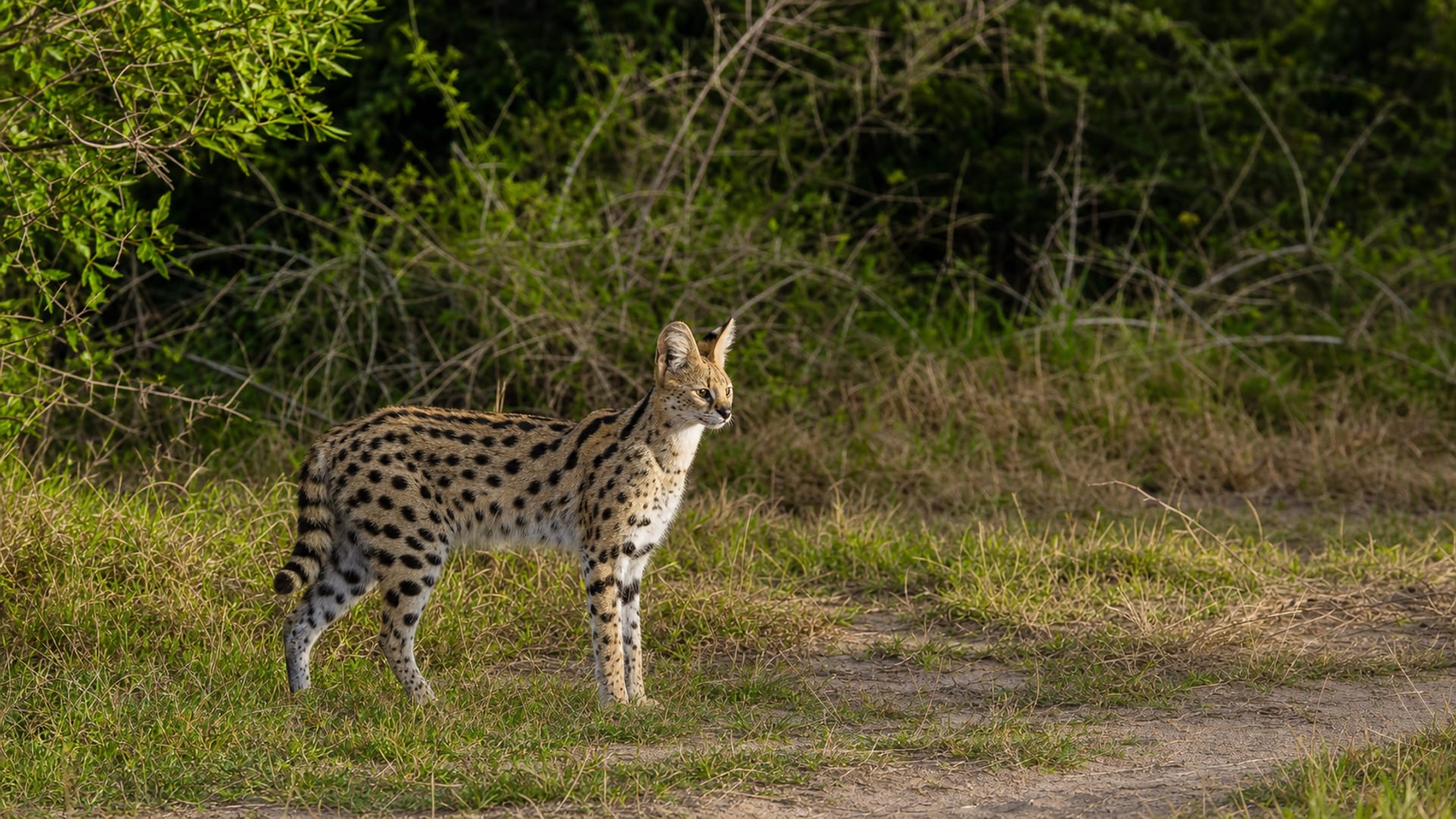 Boma la Ngombe travel guide: How to experience the city without rushing 28 Day 3: Serval Wildlife Visit