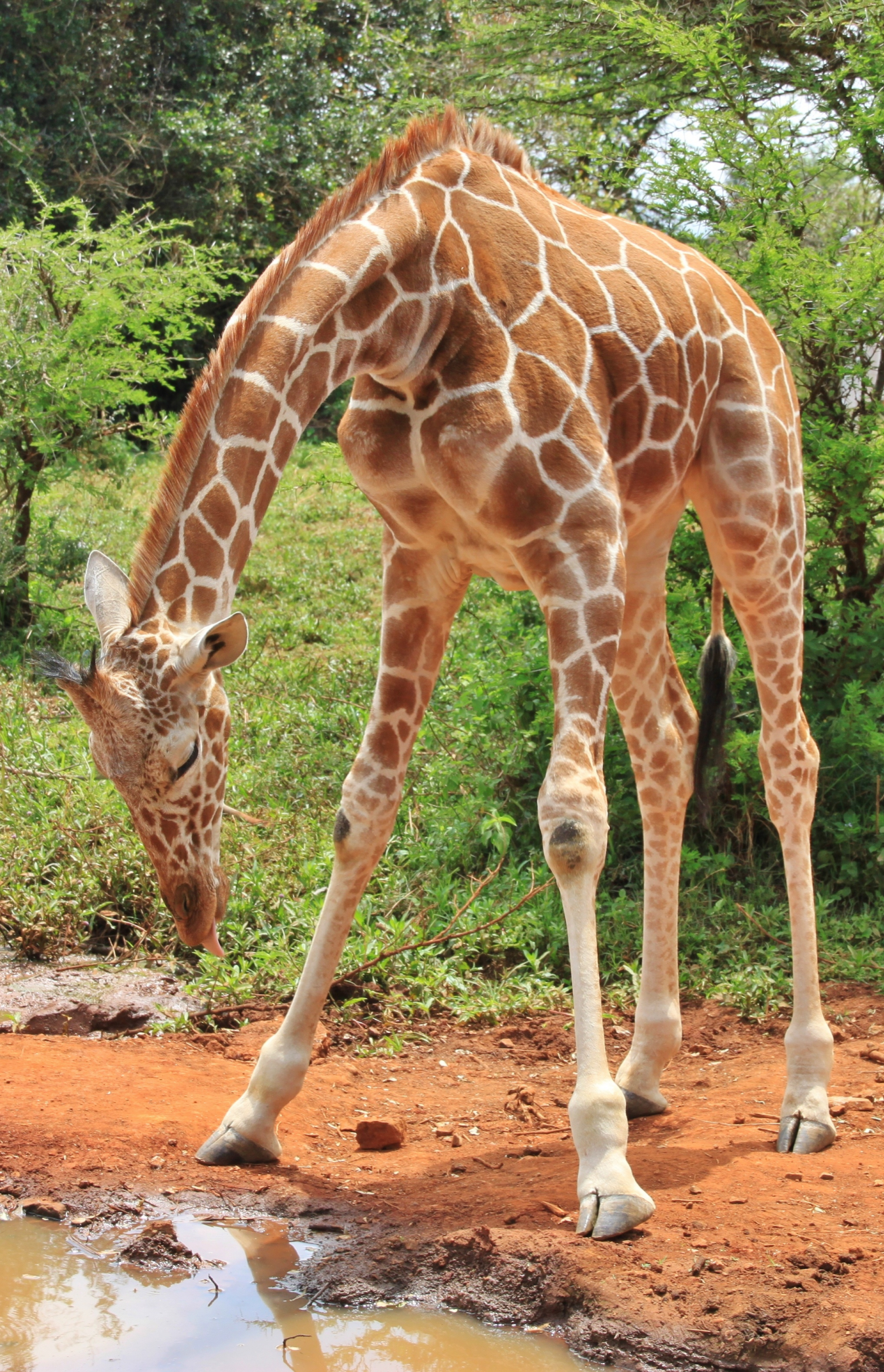 Sheldrick Wildlife Trust