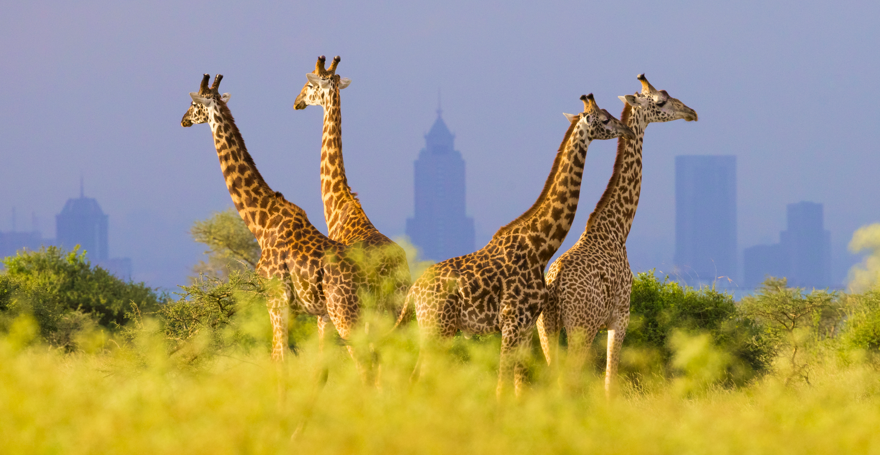 Nairobi travel guide: How to experience the city without rushing 3 Useful things to know