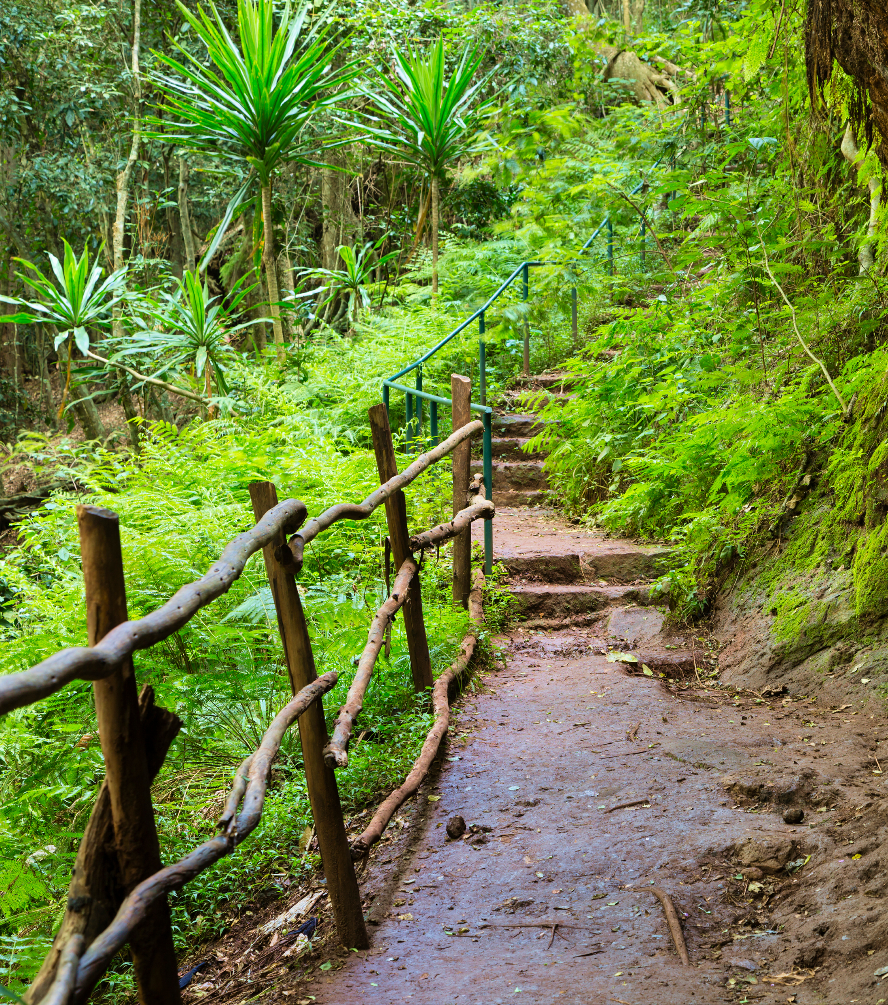Karura Forest
