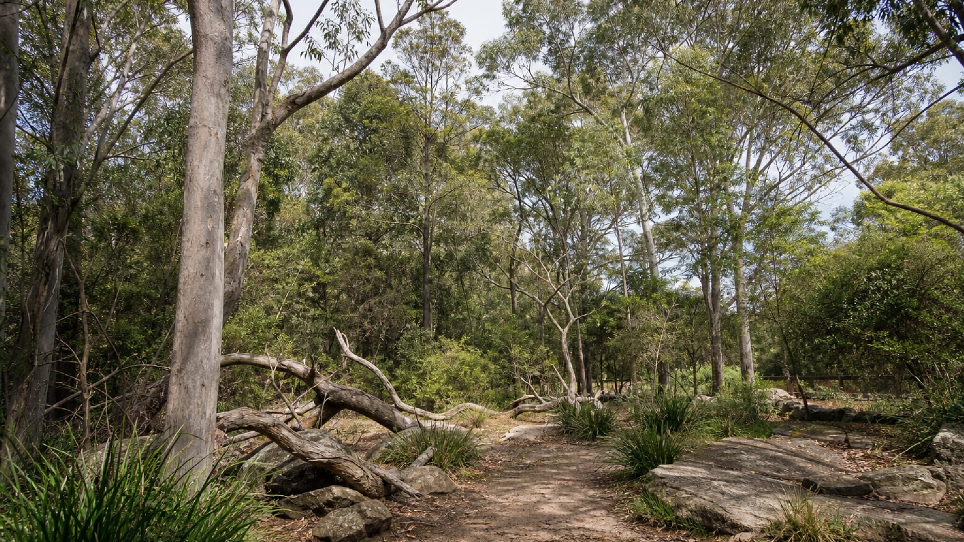 Newcastle travel guide: How to experience the city without rushing 30 Day 4: Blackbutt Reserve and Jesmond
