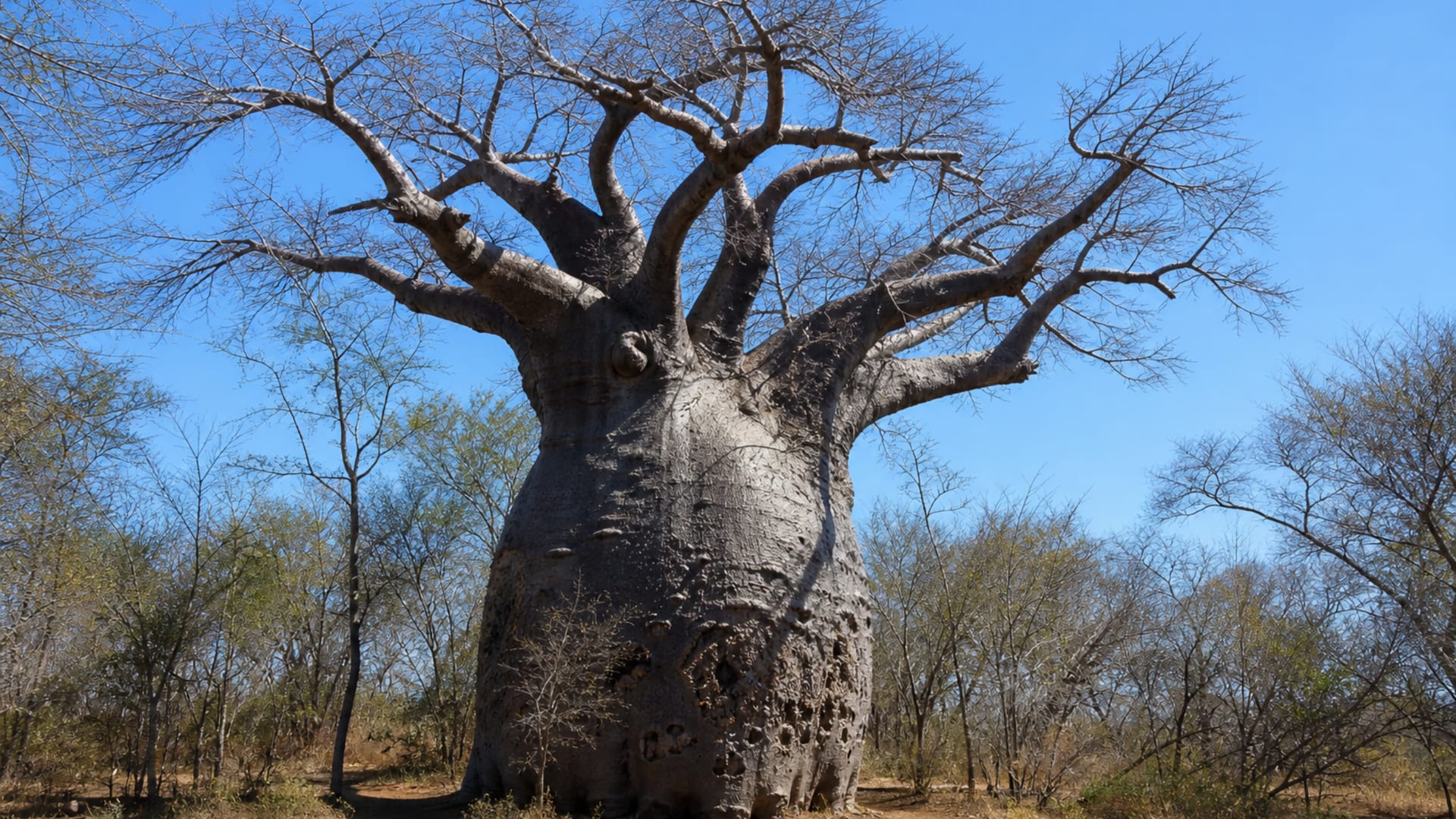 Victoria Falls travel guide: How to experience the city without rushing 28 Day 3: River Drive and Baobab