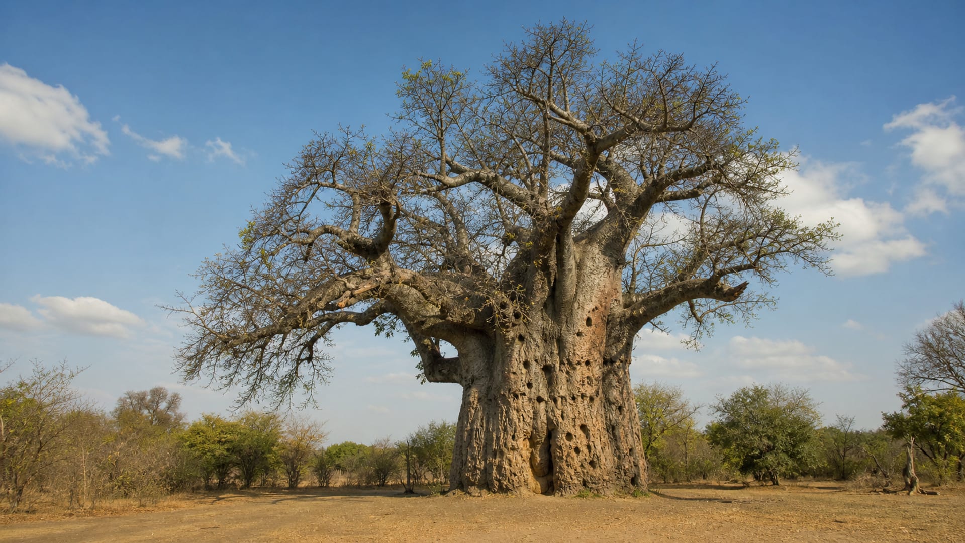 Victoria Falls travel guide: How to experience the city without rushing 22 The Big Tree