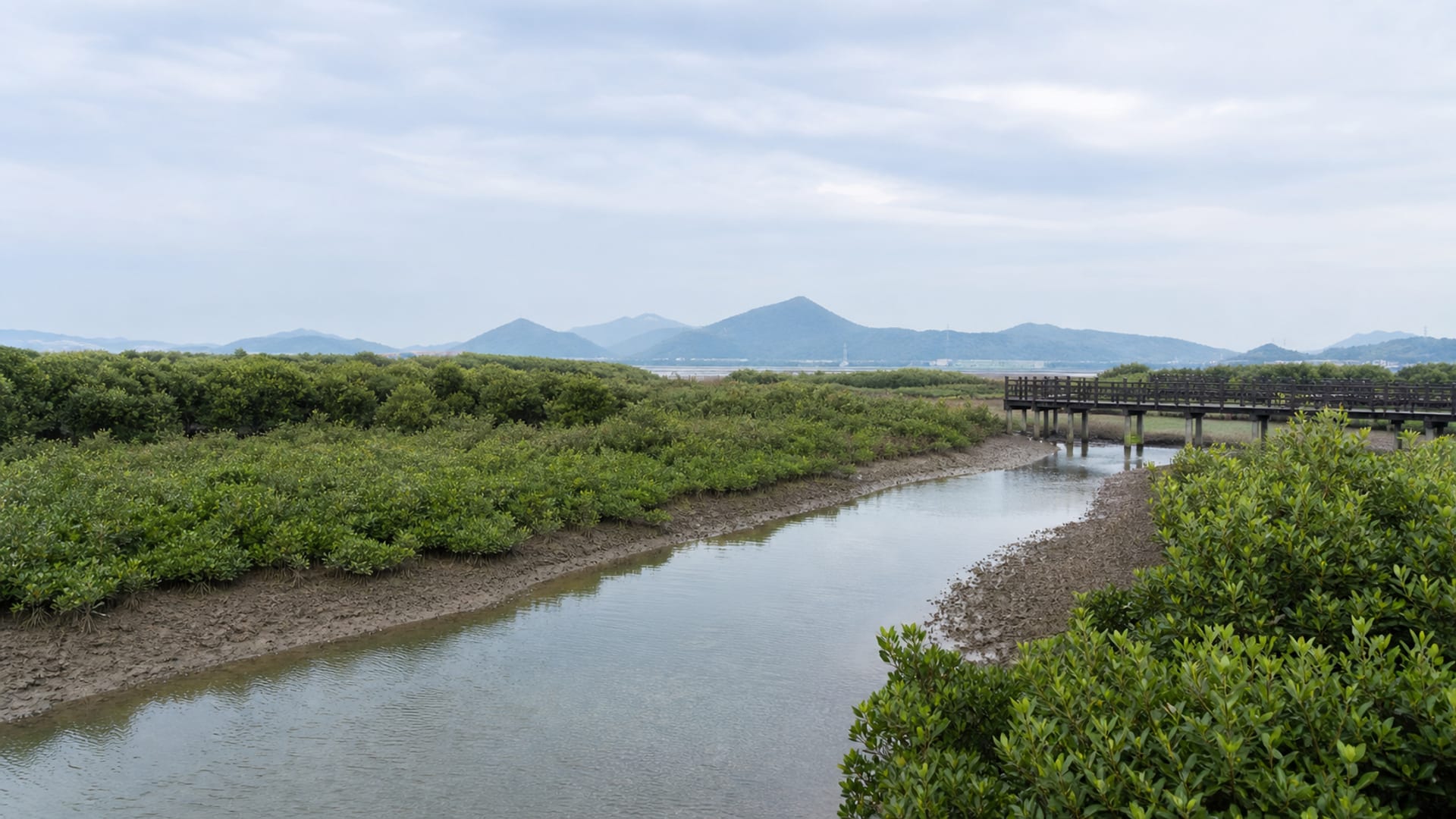Wenzhou travel guide: How to experience the city without rushing 29 Day 4: Mangrove Wetlands and Riverfront