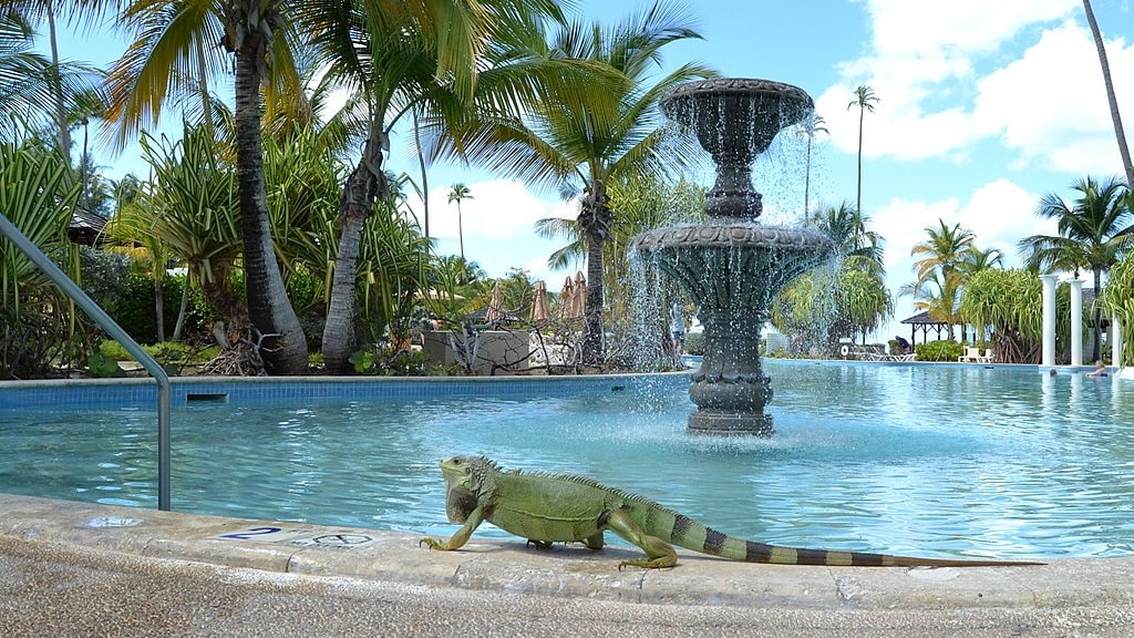 Escape the Cold: Top Luxury Tropical Resorts for Your Winter Getaway 6 1200px_Zarzal,_Río_Grande_00745,_Puerto_Rico_panoramio_1