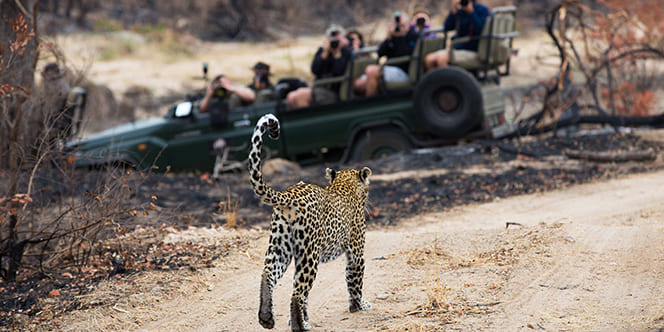 A Kaleidoscope of 2026 Luxury Travel Destinations for Every Taste 17 Sabi Sand Game Reserve A Kaleidoscope of 2026 Luxury Travel Destinations for Every Taste