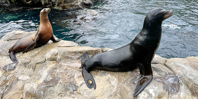 Top 10 Family Vacation Destinations Your Kids Will Love 2 SeaWorld Orlando Top 10 Family Vacation Destinations Your Kids Will Love