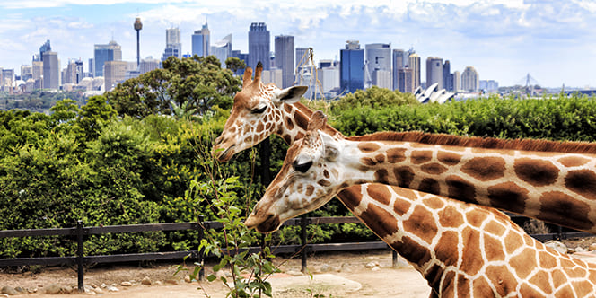 Top 10 Family Vacation Destinations Your Kids Will Love 6 taronga zoo Top 10 Family Vacation Destinations Your Kids Will Love