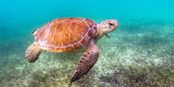 Top Things to Do in Mexico – Cultural Highlights, Cenotes, and Beaches 21 mexico-cultural-tour-Akumal-Beach