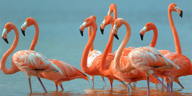 Top Things to Do in Mexico – Cultural Highlights, Cenotes, and Beaches 18 mexico-cultural-tour-Rio Lagartos