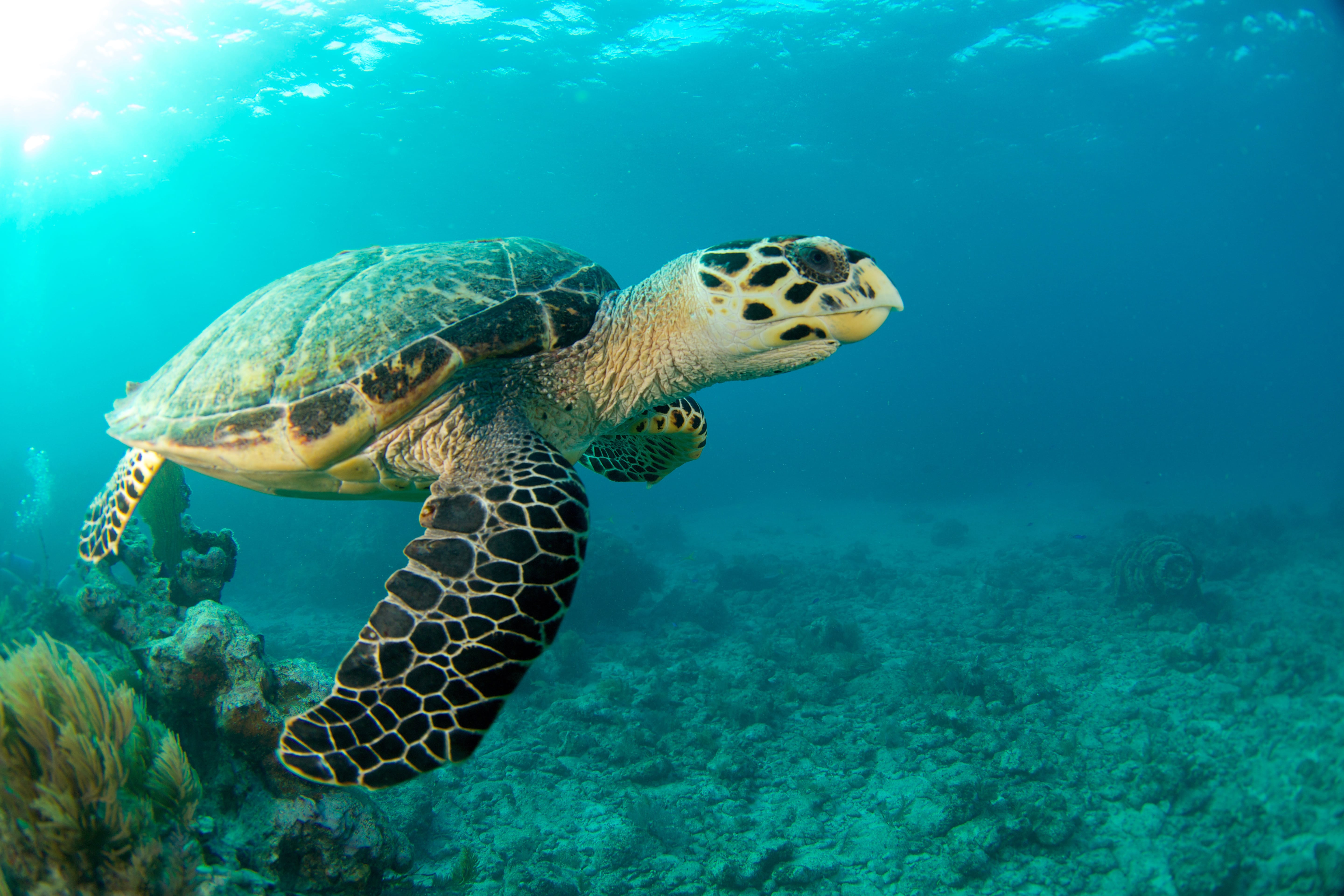 Romantic Destinations for Couples: Your Best Valentine's Day Yet 6 florida keys arangrant