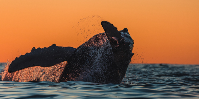 6 Unique Travel Experiences Around the World 5 unique travel experiences Safari activities in Iceland 6 Unique Travel Experiences Around the World