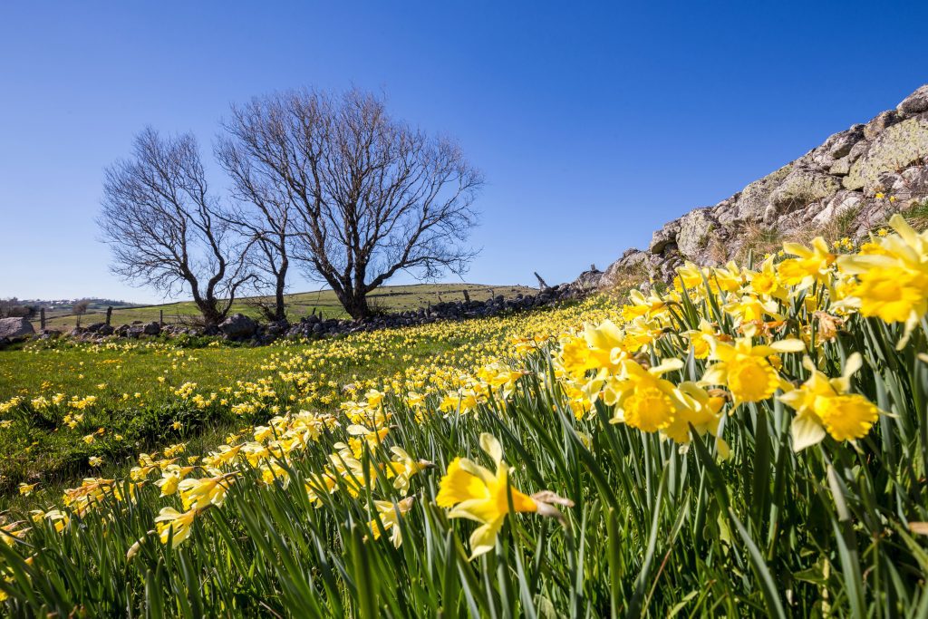 5 Underrated Corners of France for Luxe, Crowd-Free Escapes 7 aubrac plateau france arangrant
