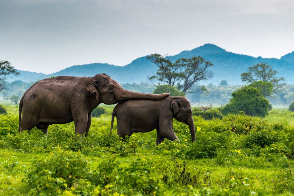 6 Emerging Luxury Escapes That Will Enchant Any Traveler 5 sri lanka arangrant