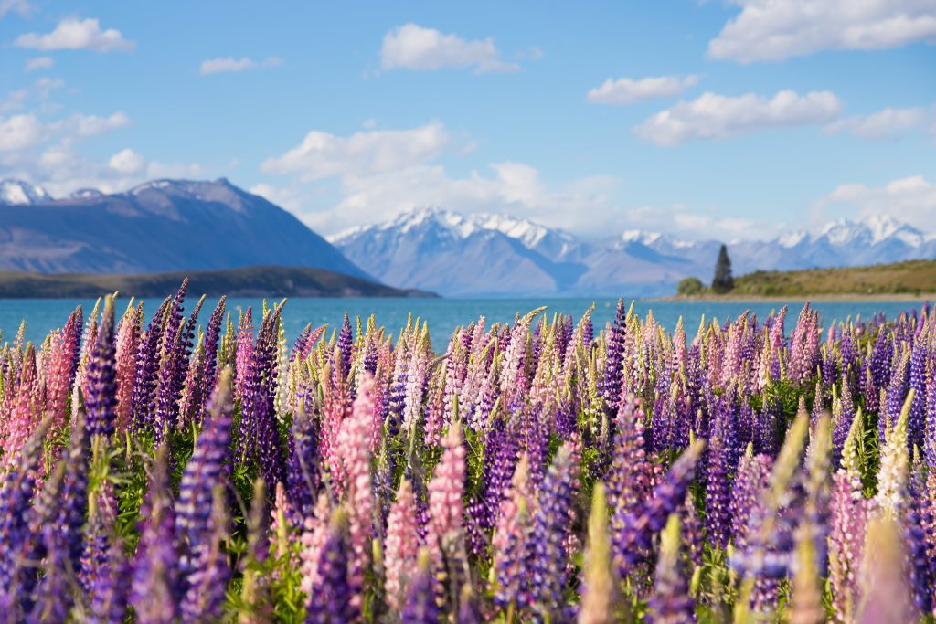 Where US Premium Travelers Are Headed This Winter 8 new zealand arangrant