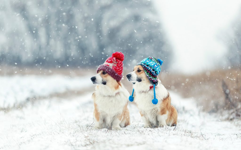 Where US Premium Travelers Are Headed This Winter 2 winter luxury destinations arangrant