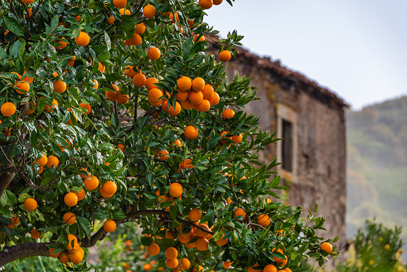 Six Experiences That Redefine Comfort 3 orange tree with ripe fruits in rural village Six Experiences That Redefine Comfort