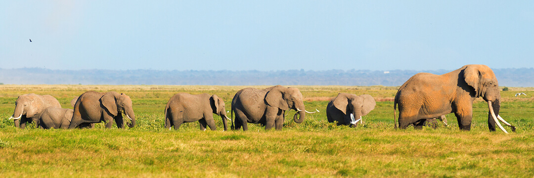 Best Safari Destinations: Which to Choose in Africa 3 best safari destinations big five kenya tanzania arangrant