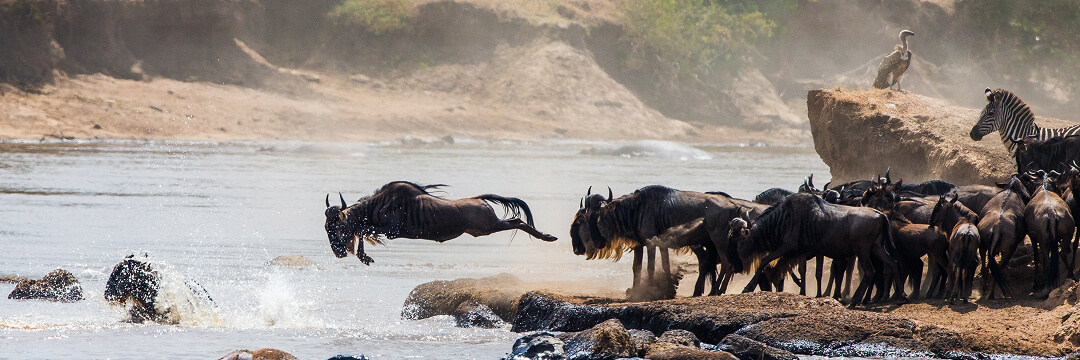 Best Safari Destinations: Which to Choose in Africa 7 great migration serengeti wildebeest crossing arangrant