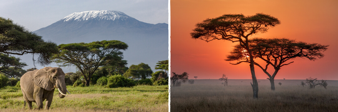 Best Safari Destinations: Which to Choose in Africa 8 kenya vs tanzania safari landscape comparison arangrant