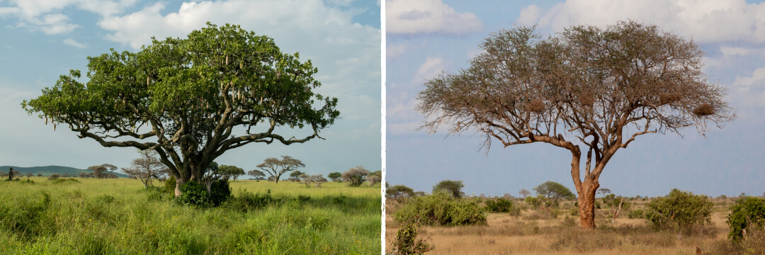 Best Safari Destinations: Which to Choose in Africa 9 safari africa dry vs wet season comparison arangrant