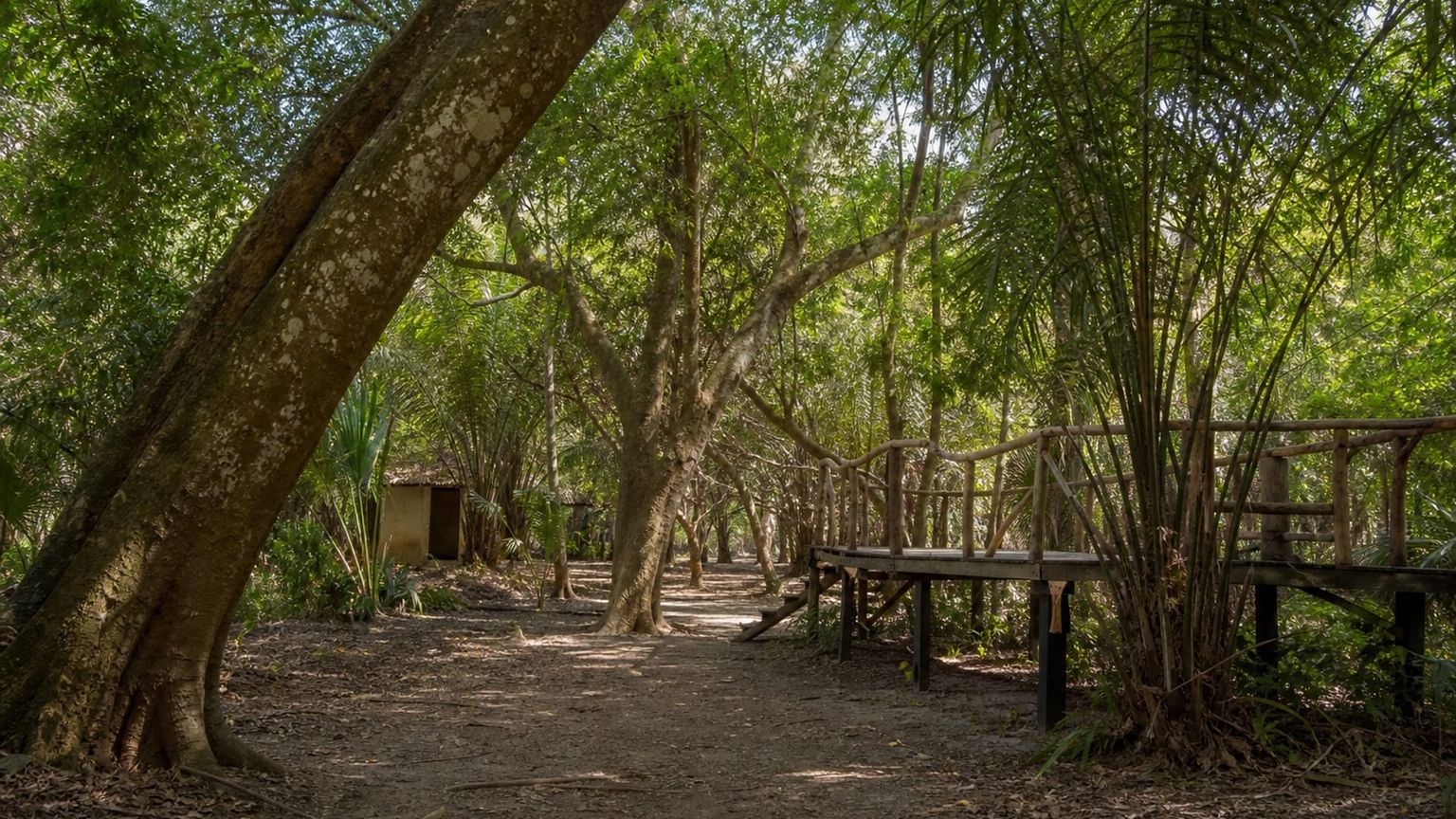 Banjul travel guide: How to experience the city without rushing 30 Day 4: Makasutu Culture Forest