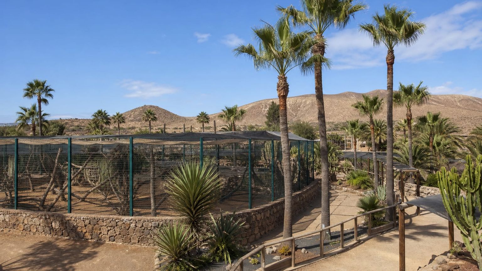Fuerteventura travel guide: How to experience the city without rushing 23 Oasis Wildlife Fuerteventura