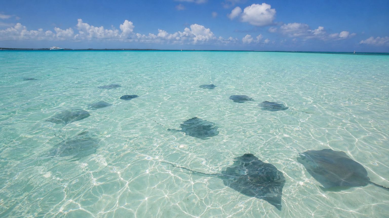 Grand Cayman travel guide: How to experience the city without rushing 29 Day 3: Stingray City and West Bay