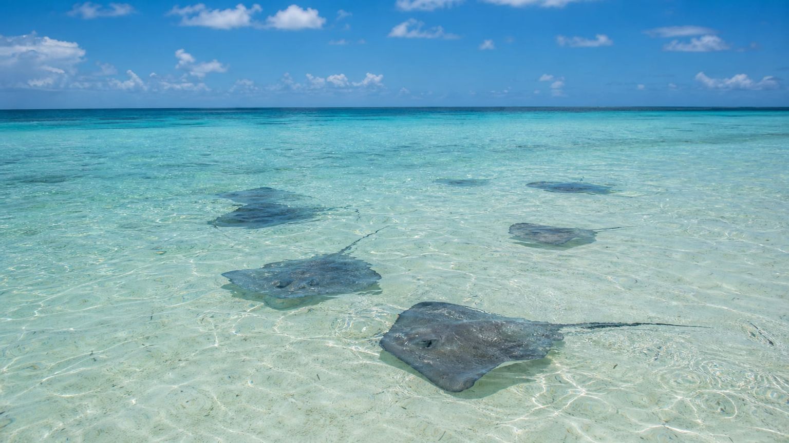 Grand Cayman travel guide: How to experience the city without rushing 22 Stingray City