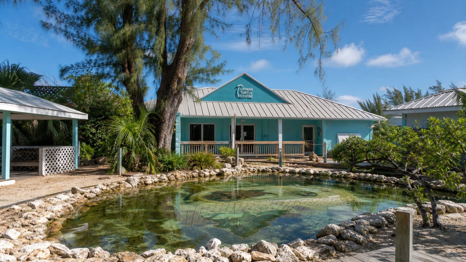 Grand Cayman travel guide: How to experience the city without rushing 23 Cayman Turtle Centre