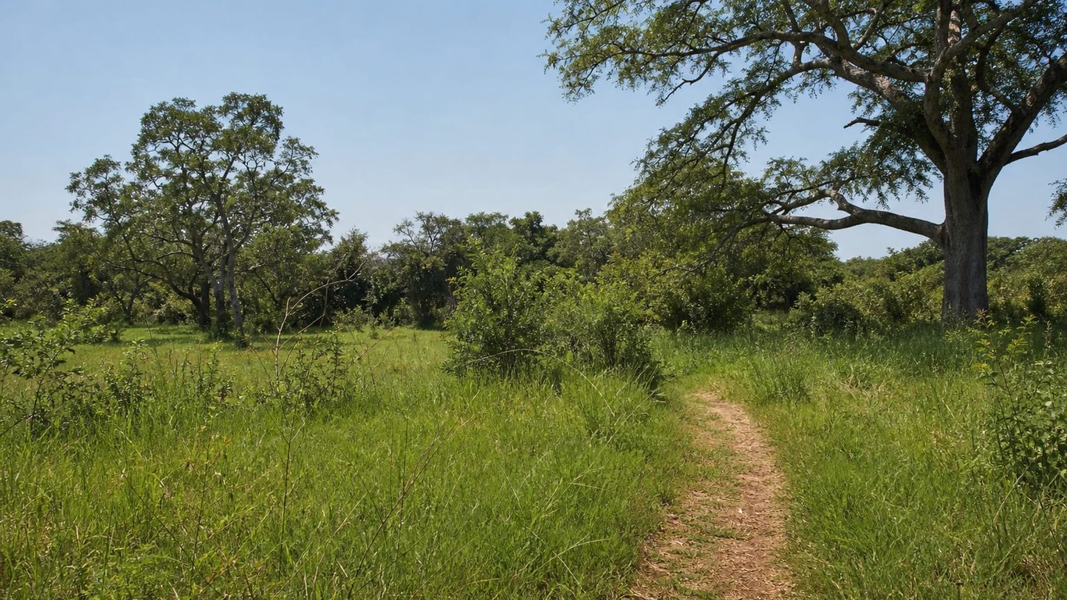 Harare travel guide: How to experience the city without rushing 29 Day 4: Mukuvisi Woodlands and Borrowdale