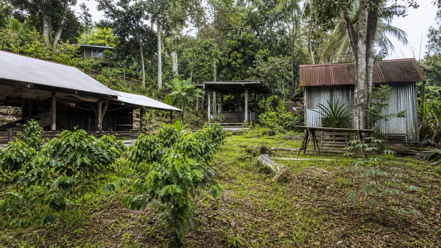 Kailua-Kona travel guide: How to experience the city without rushing 29 Day 4: Kona Coffee Uplands