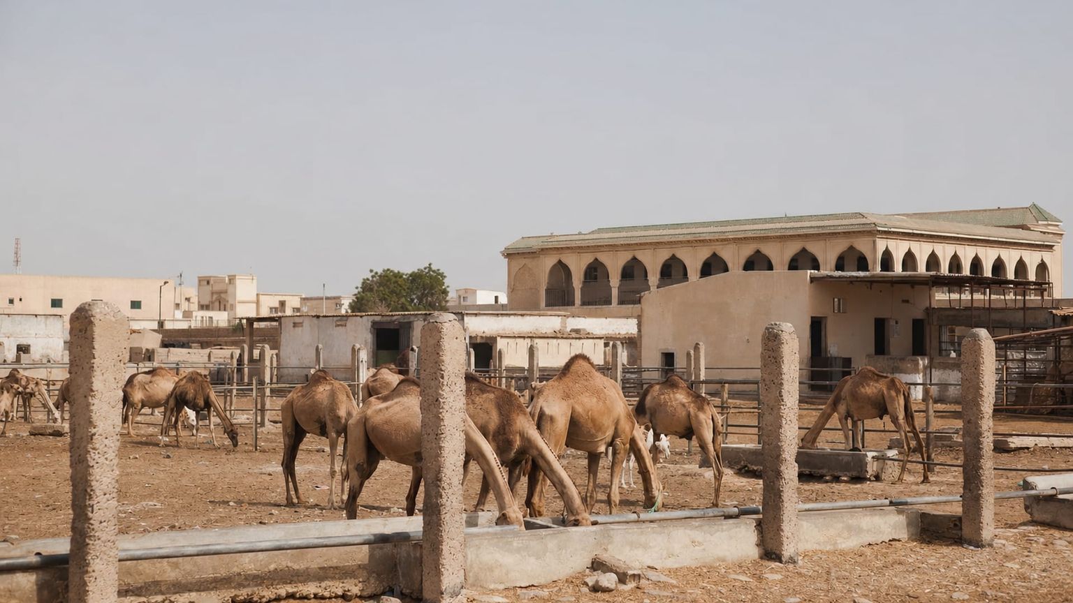 Nouakchott travel guide: How to experience the city without rushing 28 Day 3: Camel Market and Ksar
