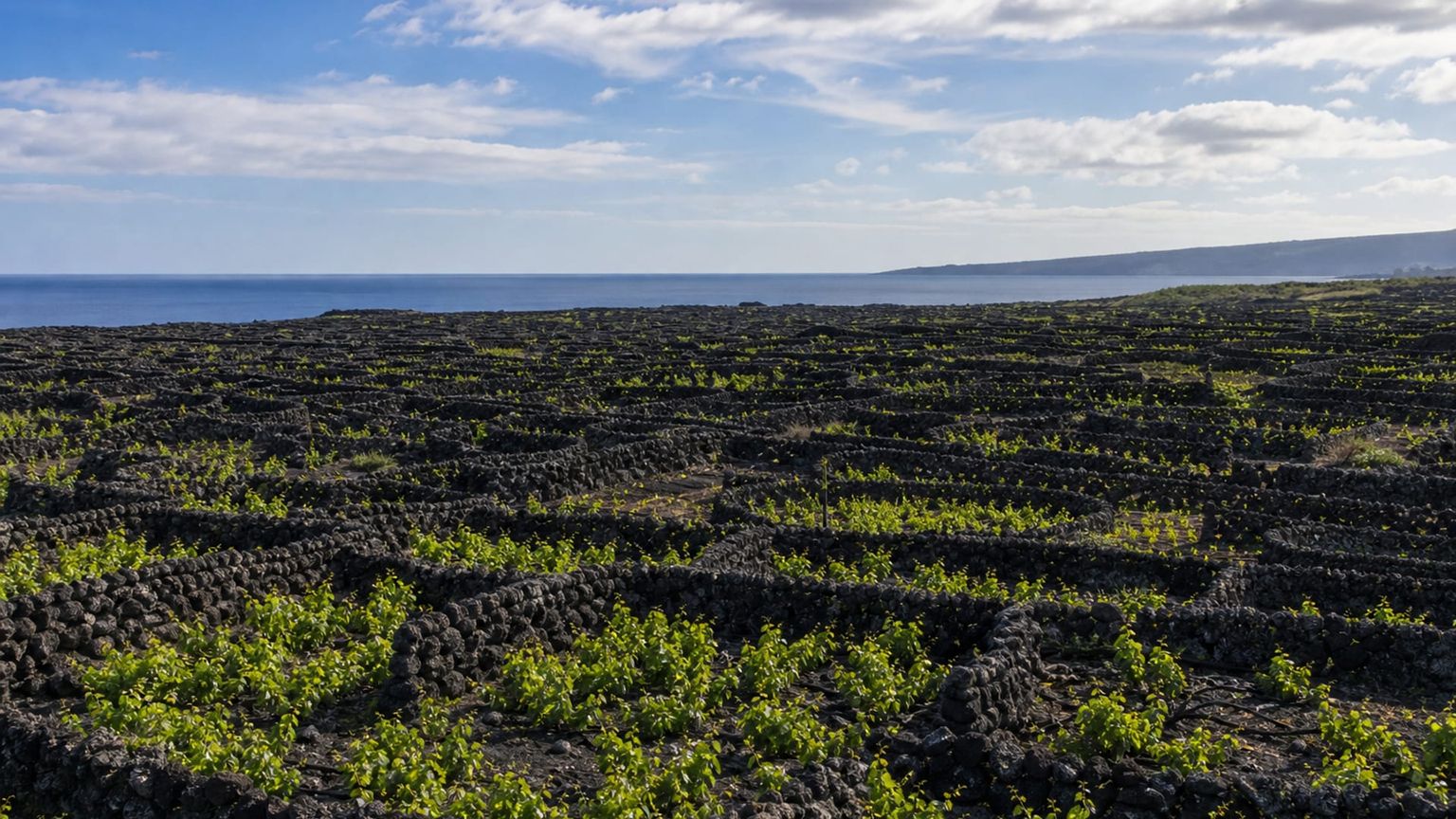 Ilha do Pico travel guide: How to experience the city without rushing 27 Day 2: Madalena Vineyards