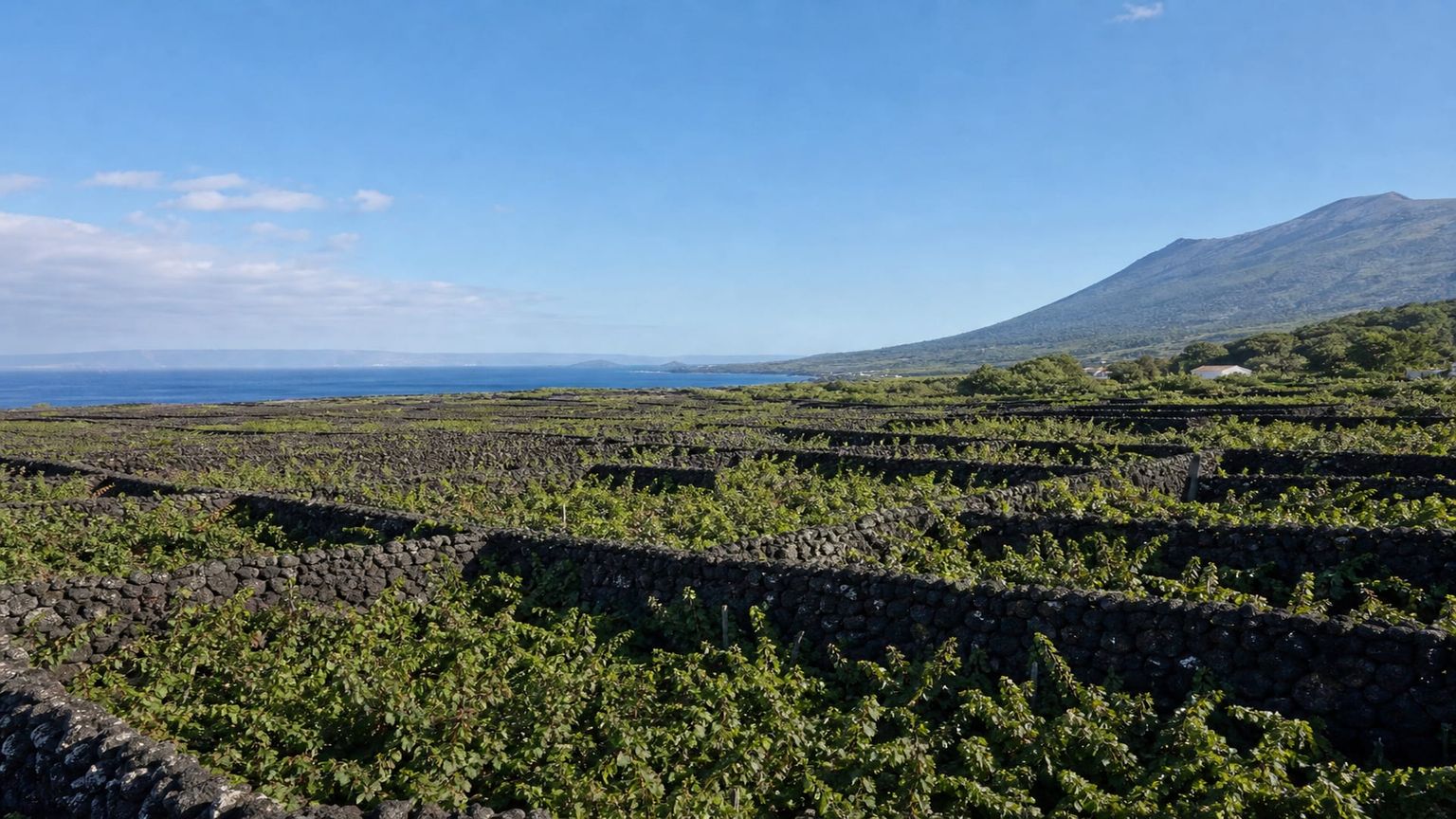 Ilha do Pico travel guide: How to experience the city without rushing 22 Madalena Wine Landscape
